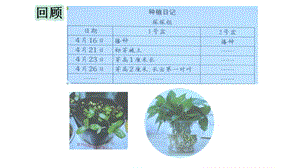 大象版小学科学新版三年级下册科学茁壮成长课件.pptx