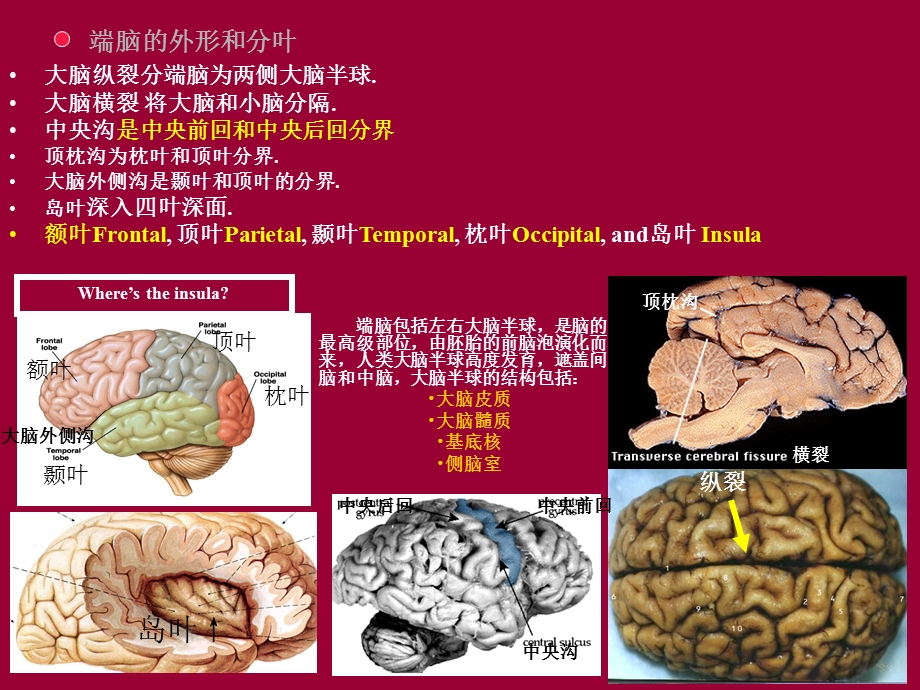 端脑课件医学.ppt_第2页