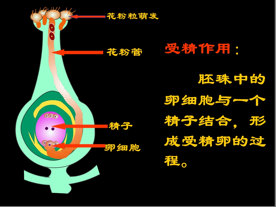 八年级下册生物总复习ppt课件 人教版.ppt_第3页