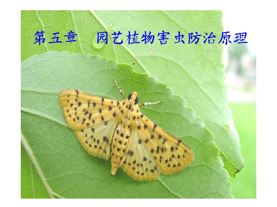 病虫害防治原理课件.ppt_第1页