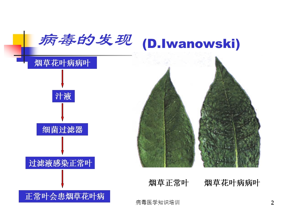 病毒医学知识培训培训课件.ppt_第2页