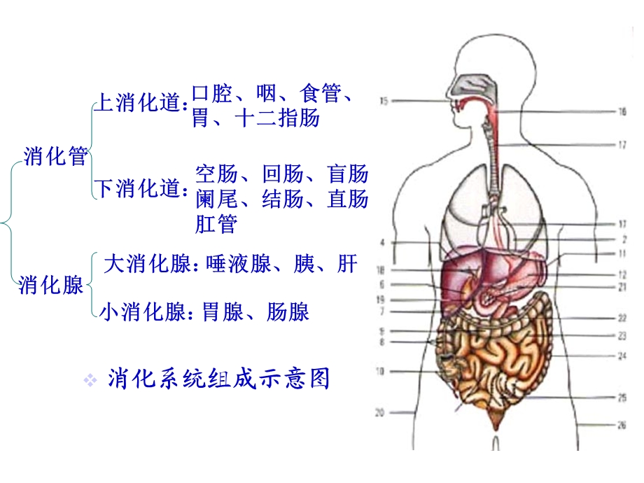 第一节消化系统疾病病人常见症状体征的护理课件.ppt_第3页