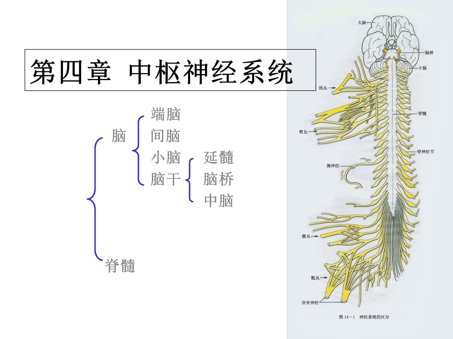 系统解剖学脊髓课件.ppt_第1页