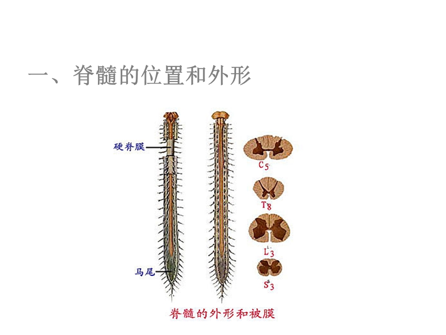 系统解剖学脊髓课件.ppt_第3页