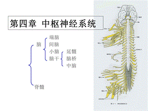 系统解剖学脊髓课件.ppt