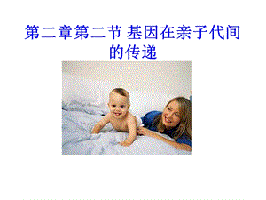 第节基因在亲子代间的传递课件.ppt