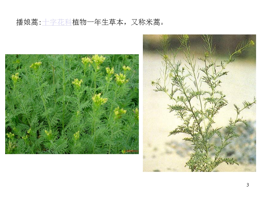 河南省田野常见杂草野菜图谱70019课件.ppt_第3页