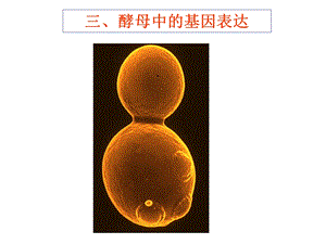 第三讲基因工建制药(中)课件.ppt