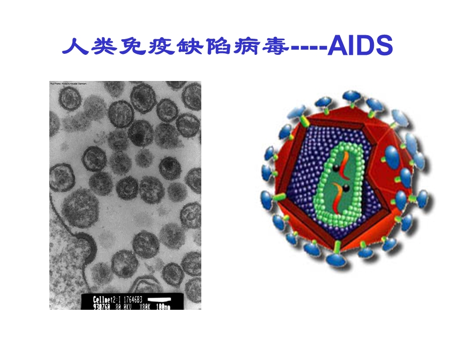 神经免疫学课件.ppt_第2页