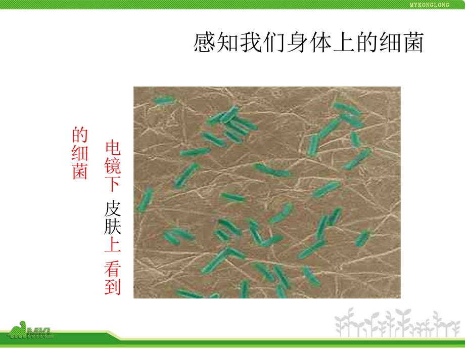 细菌公开课一等奖课件.ppt_第3页