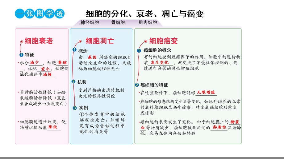 高三一轮复习生物专题15：细胞的分化、衰老、凋亡与癌变课件.pptx_第3页