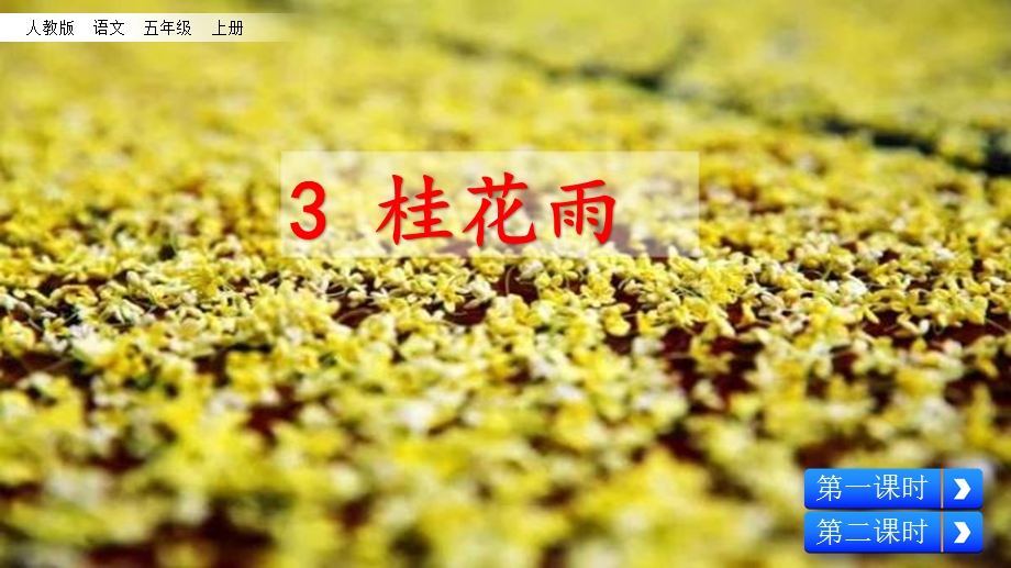 部编版五年级语文上册桂花雨第一课时课件.pptx_第3页