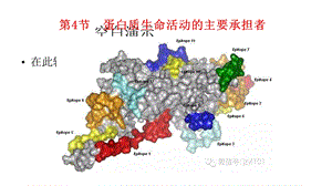 高一生物必修一第二章第4节蛋白质生命活动的主要承担者课件.pptx