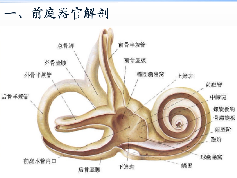 前庭眩晕评估与康复技术ppt课件.ppt_第2页