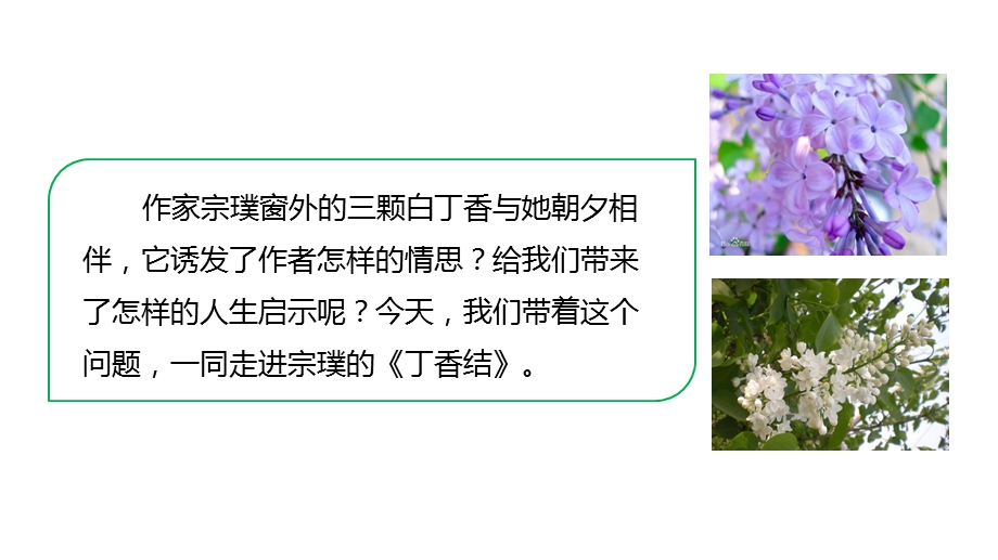 部编版六年级上册语文2丁香结优质课课件.pptx_第2页