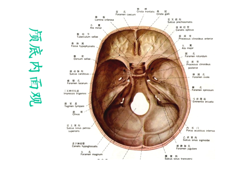 颅底结构的影像解剖及病变分析课件.ppt_第3页