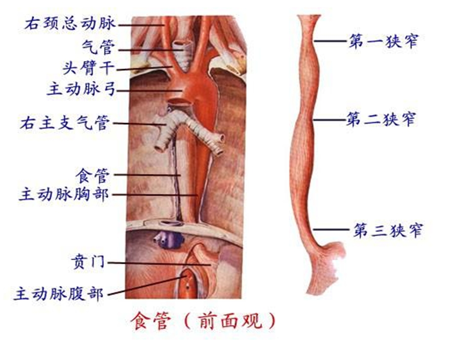 食管癌三切口根治术的护理(详细介绍“护理”)共22张课件.pptx_第2页