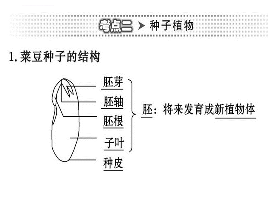 初中生物——被子植物的一生ppt课件.ppt_第3页