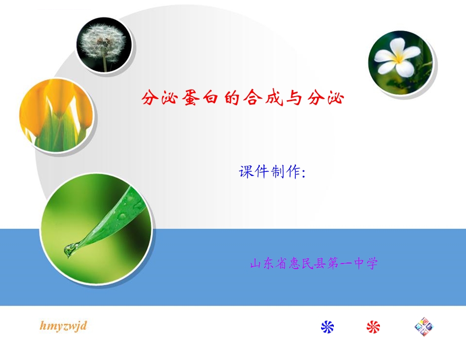 分泌蛋白的合成分泌过程ppt课件.ppt_第1页