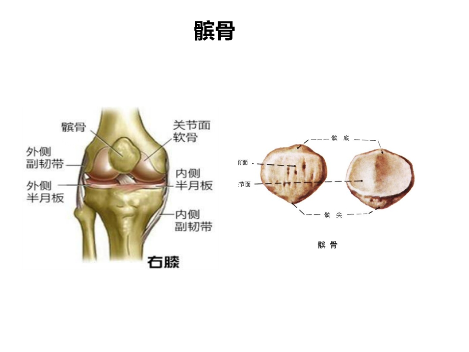 髌骨骨折护理查房课件.pptx_第2页