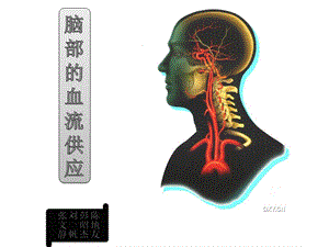 脑部的血管供应课件.ppt