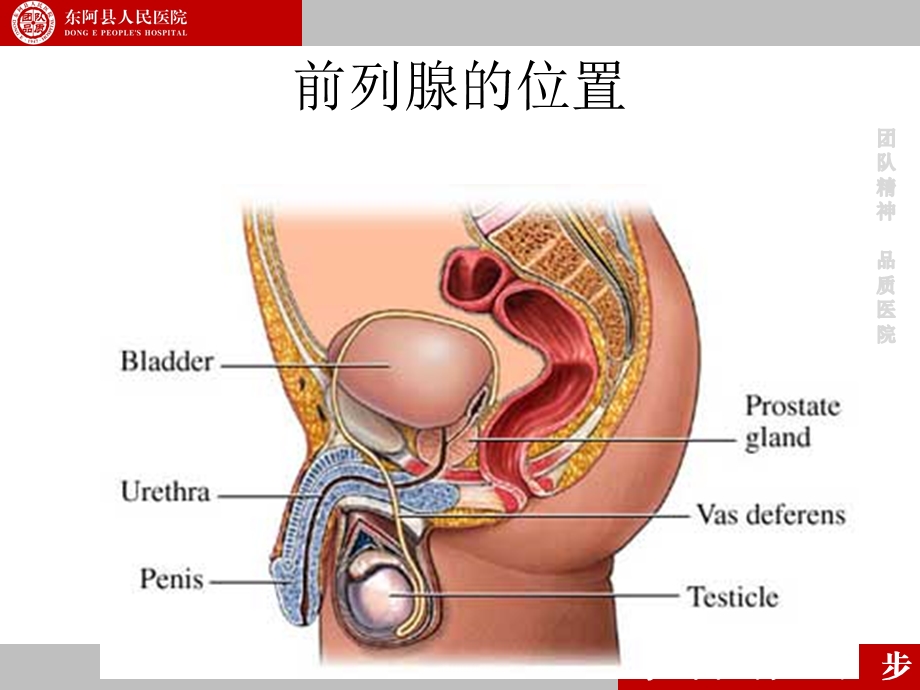 前列腺的解剖和生理ppt课件.ppt_第2页