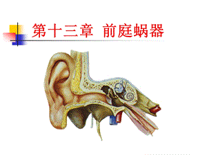 前庭蜗器 解剖知识ppt课件.ppt