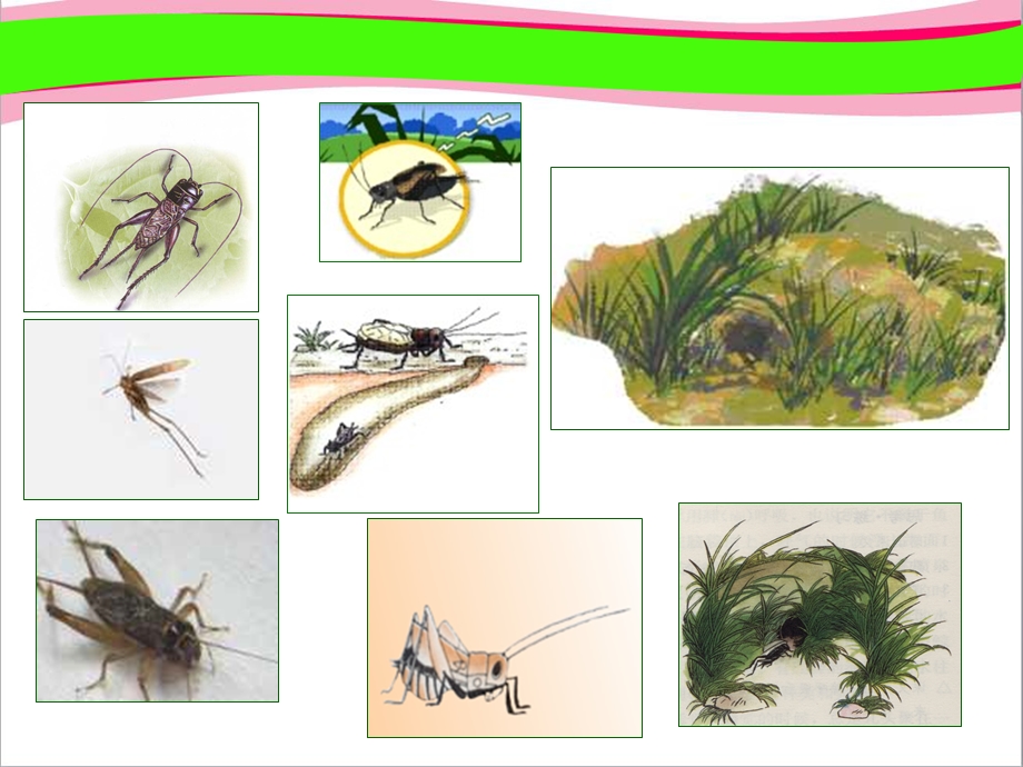 蟋蟀的住宅课件公开课获奖课件.ppt_第2页