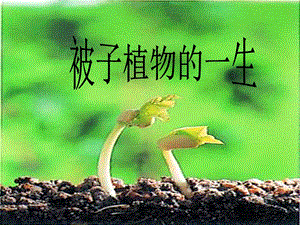 初中生物被子植物的一生PPT课件.ppt