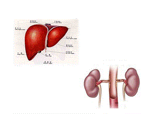肝脏疾病肾损害课件.ppt