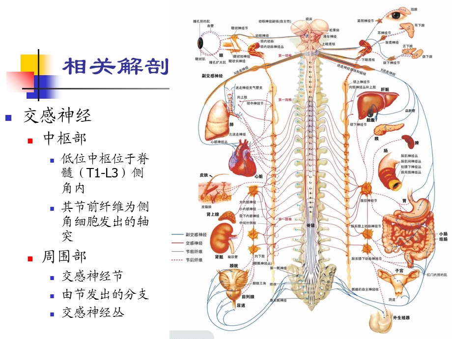 颈源性心绞痛课件.ppt_第3页