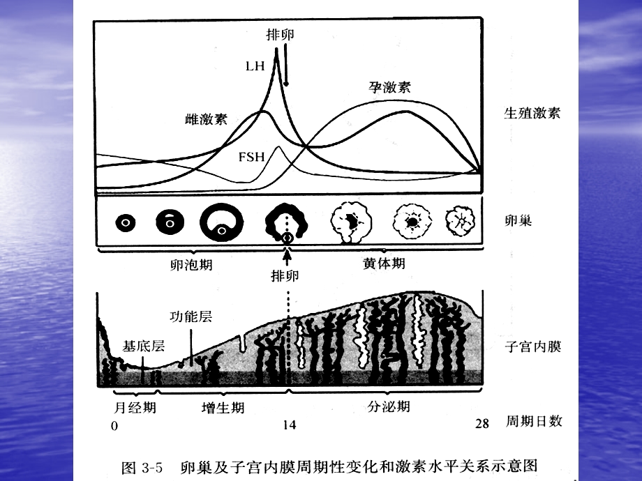 功能失调性子宫出血(功血)ppt课件.ppt_第2页