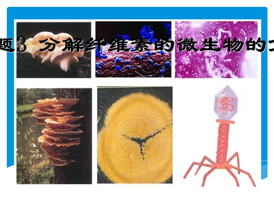 分解纤维素的微生物的分离ppt课件.ppt_第1页