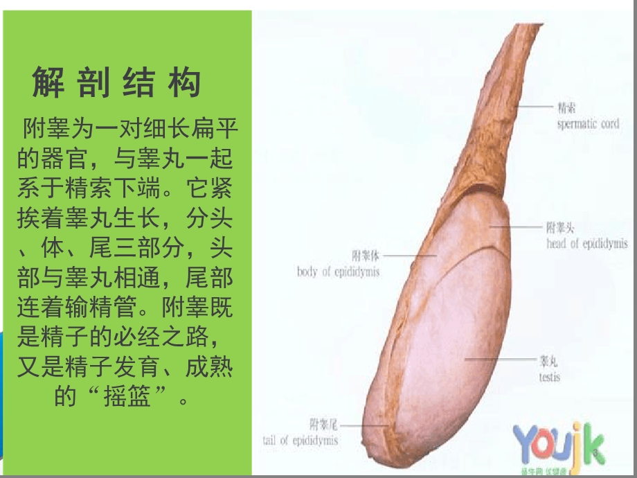 附睾炎的护理课件.ppt_第3页