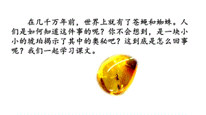 部编版教材《琥珀》1课件.pptx