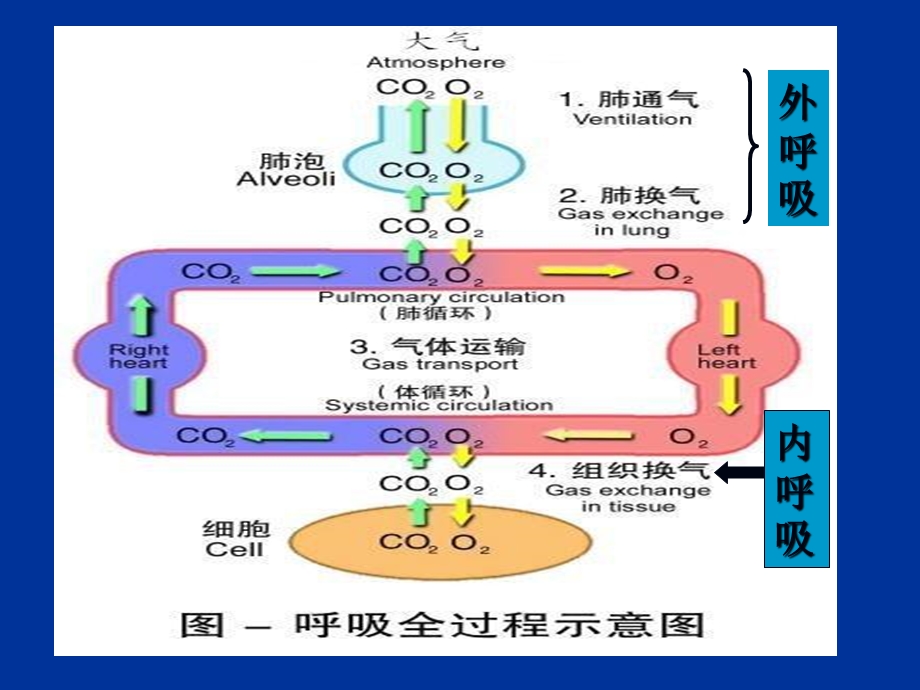 动物生理学呼吸生理ppt课件.ppt_第3页