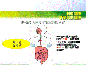 肠道健康才是真健康[文字可编辑]课件.ppt