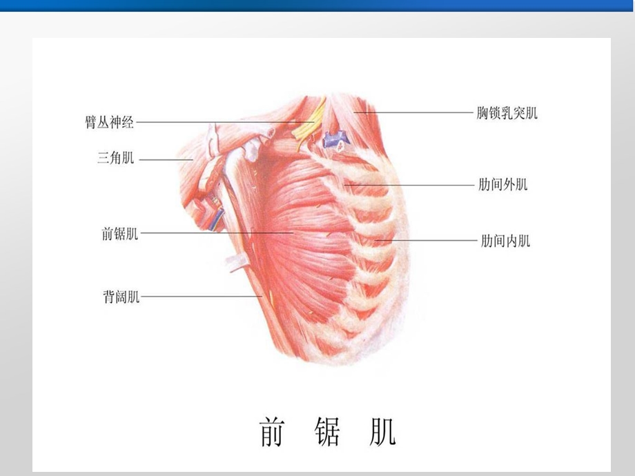 前锯肌平面阻滞ppt课件.ppt_第2页