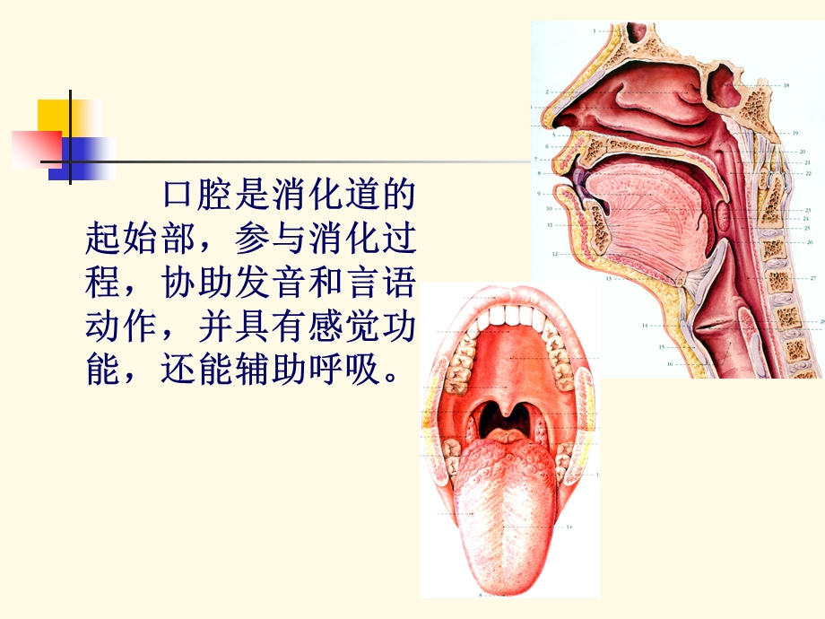 口腔局部解剖43932讲解课件.ppt_第2页