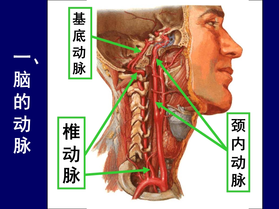 大脑前中后动脉血管分布图ppt课件.ppt_第3页