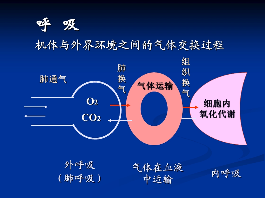 呼吸系统生理讲义ppt课件.ppt_第2页