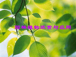 园林植物欣赏与应用ppt课件.ppt