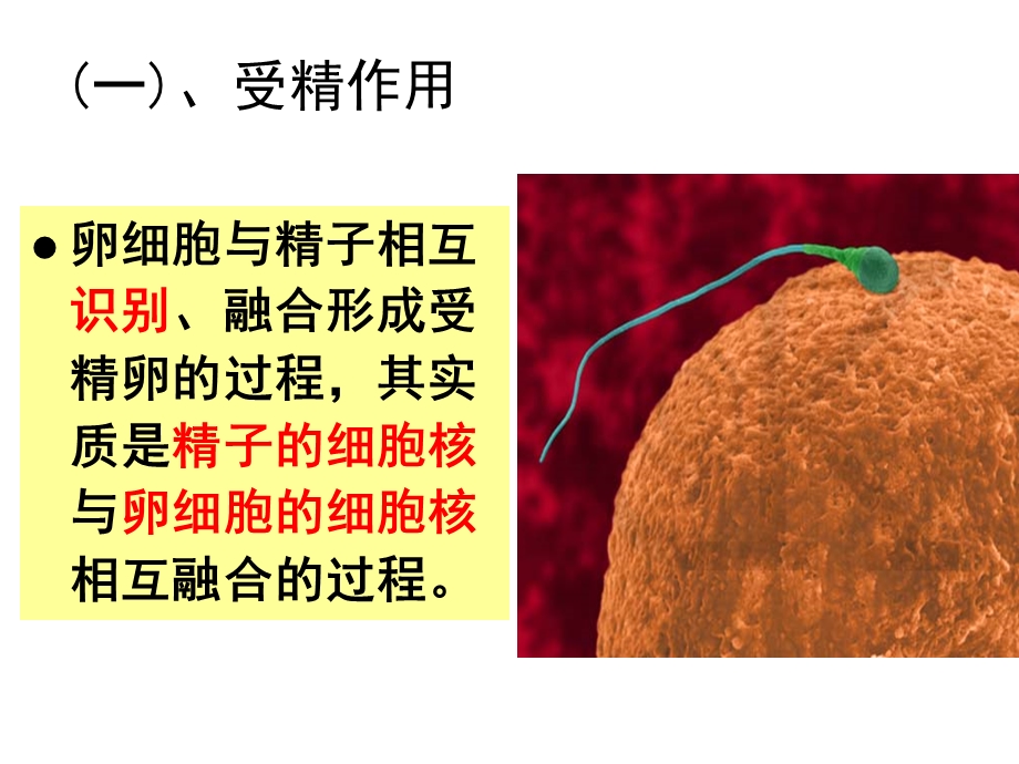 受精作用用ppt课件.ppt_第2页