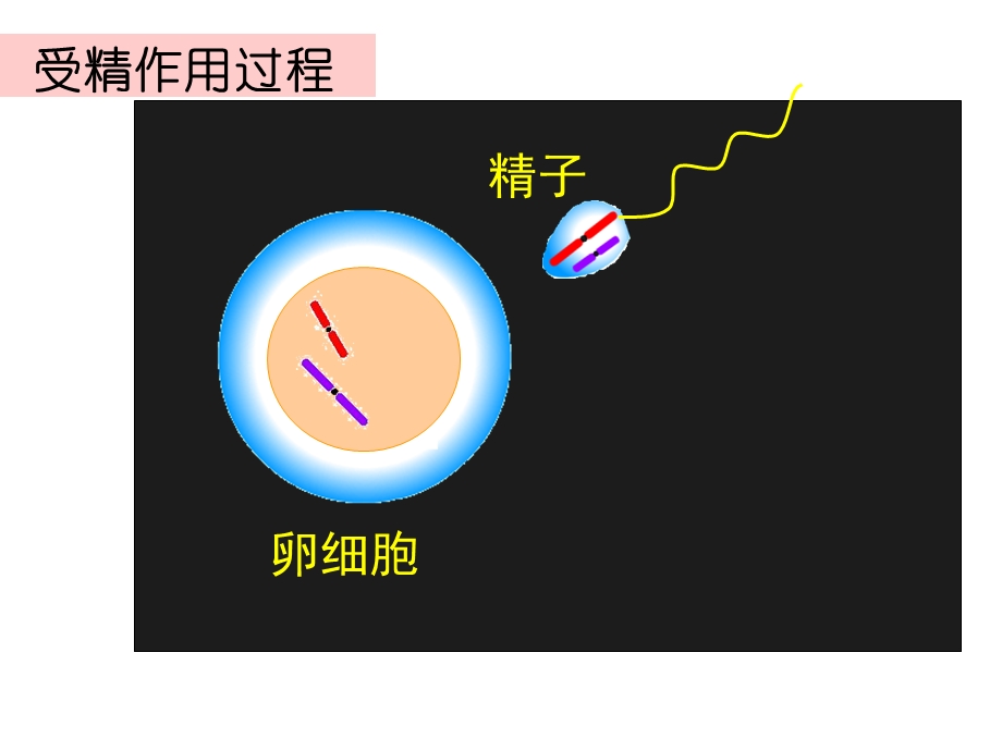 受精作用用ppt课件.ppt_第3页