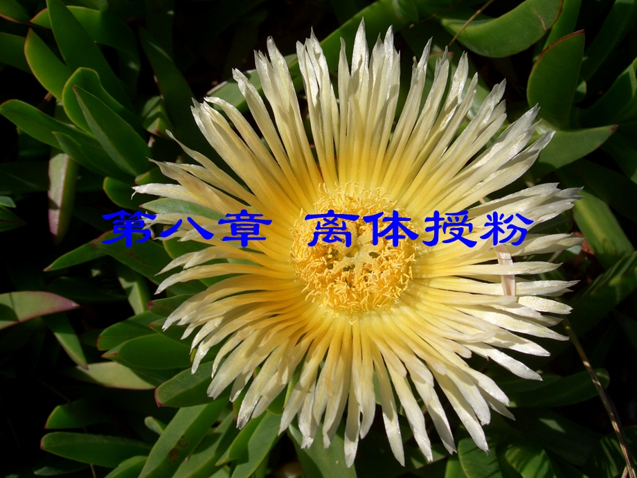 园艺植物组织培养第8章ppt课件.ppt_第1页