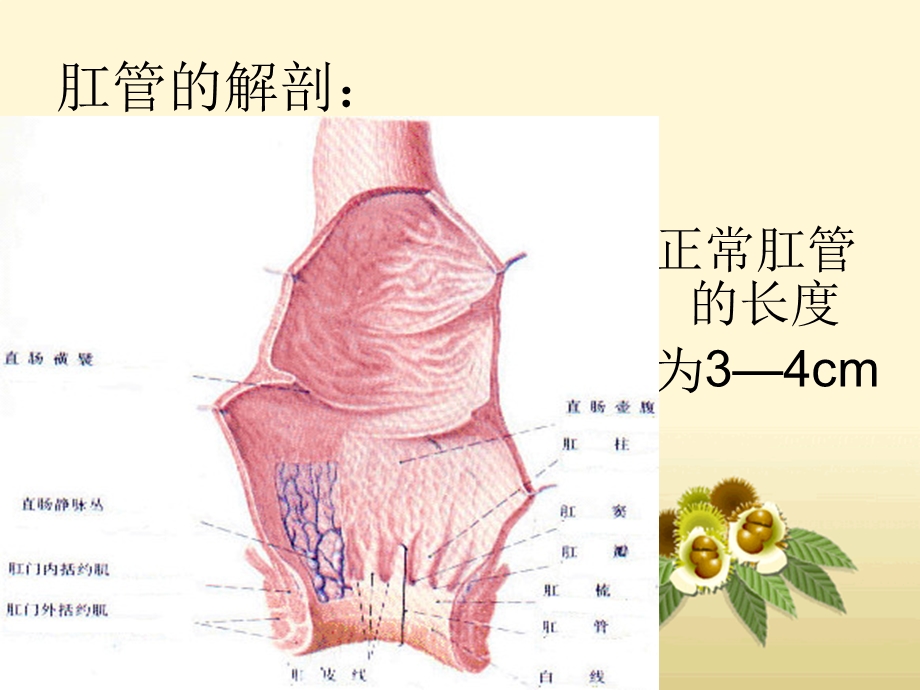 外科学痔疮ppt课件.ppt_第3页