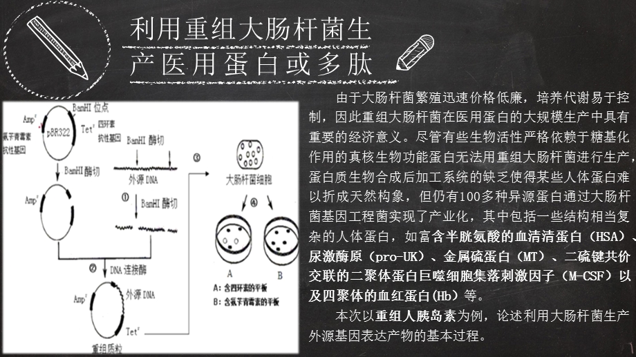 大肠杆菌基因工程人胰岛素ppt课件.pptx_第3页