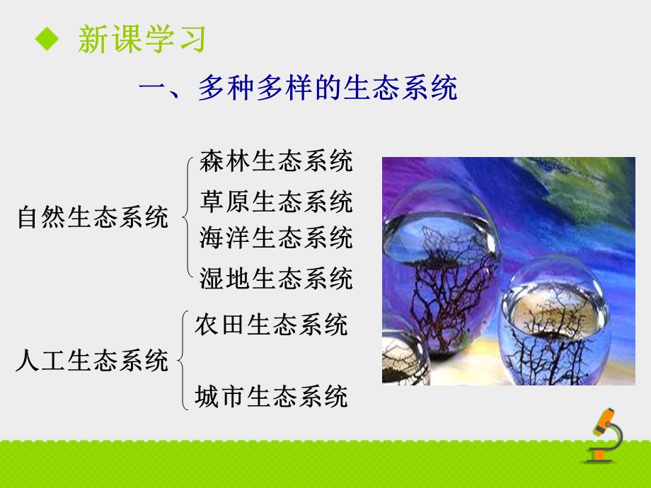 鲁科版生物六年级上册124《多种多样的生态系统》课件.ppt_第3页