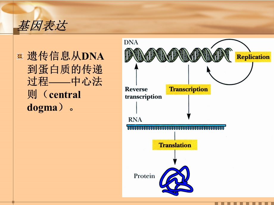外源基因的表达系统ppt课件.ppt_第3页