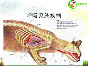 呼吸系统疾病ppt课件.pptx